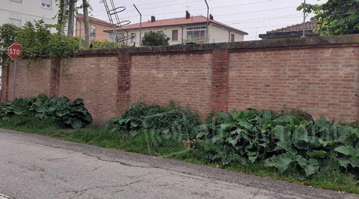 In via Giuliano da Rimini le erbacce crescono rigogliose - 