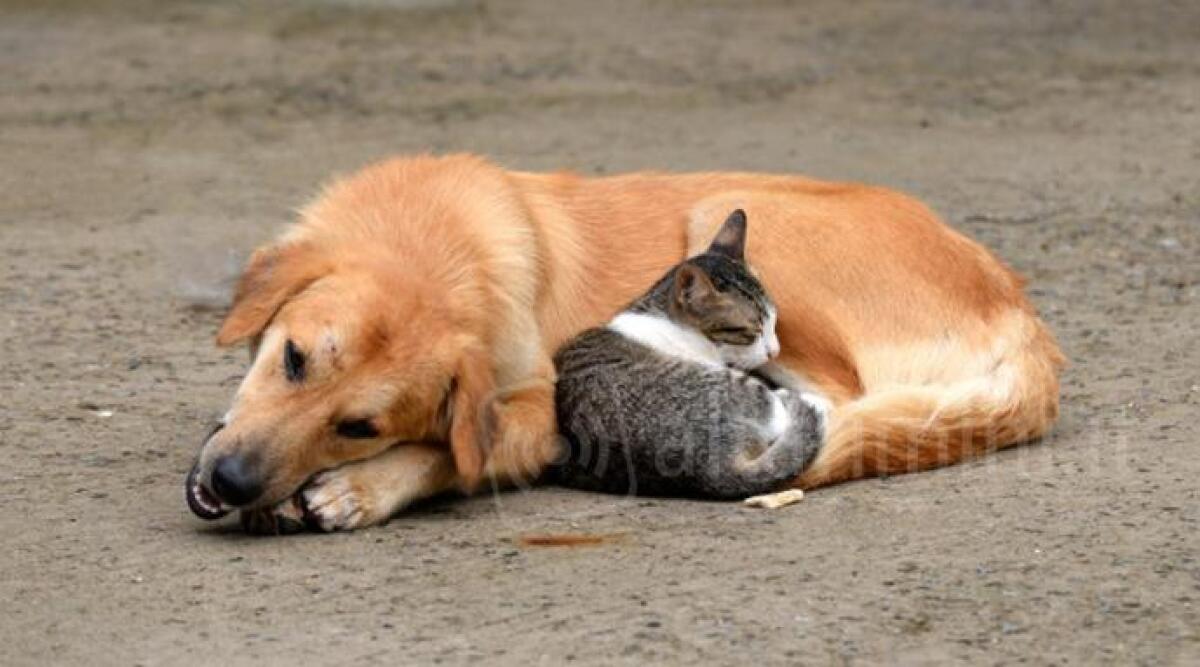 Tutela animali: accordo Comune Cattolica ed Enpa - 