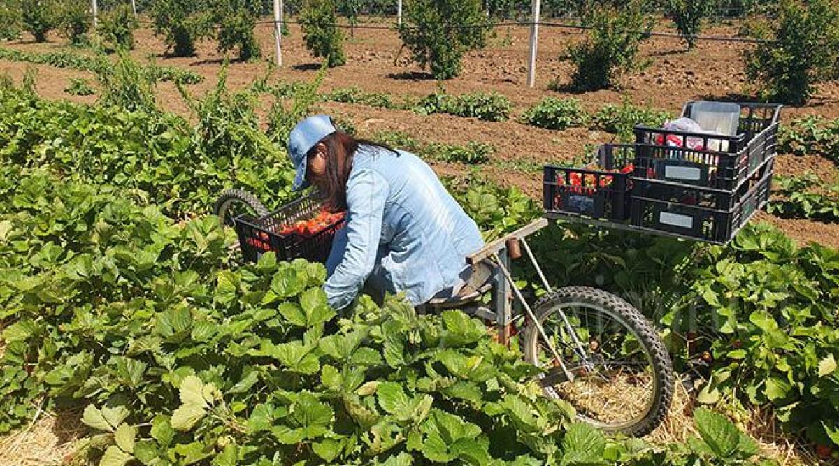Il Capannone di Rimini: licenziati dal covid ricominciano con i prodotti biologici - 