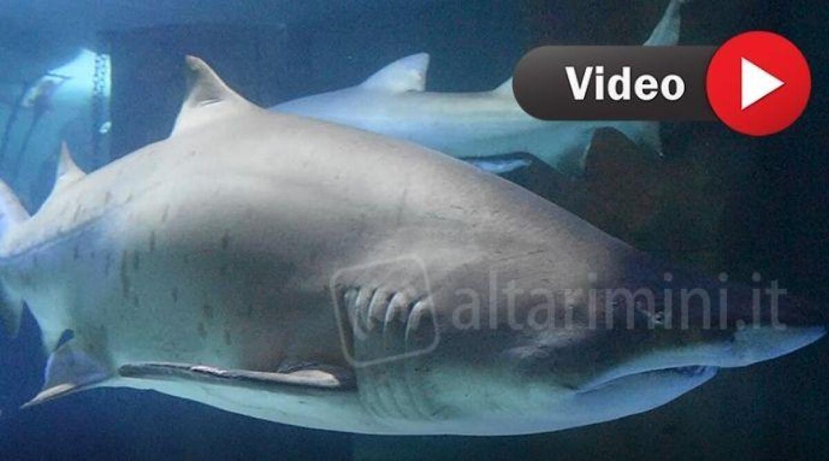 Vasca a "luci rosse" all'Acquario di Cattolica: filmato il corteggiamento tra squali toro -