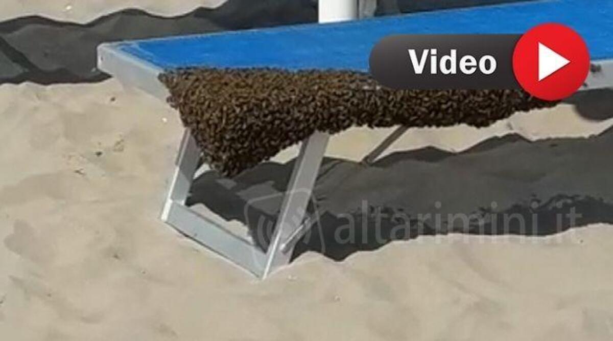 VIDEO Lettino in spiaggia assediato dalle api: intervengono i Vigili del Fuoco -