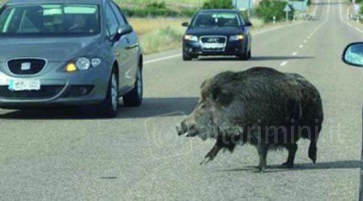 Cinghiali, con zona bianca torna allarme sicurezza stradale nel riminese -