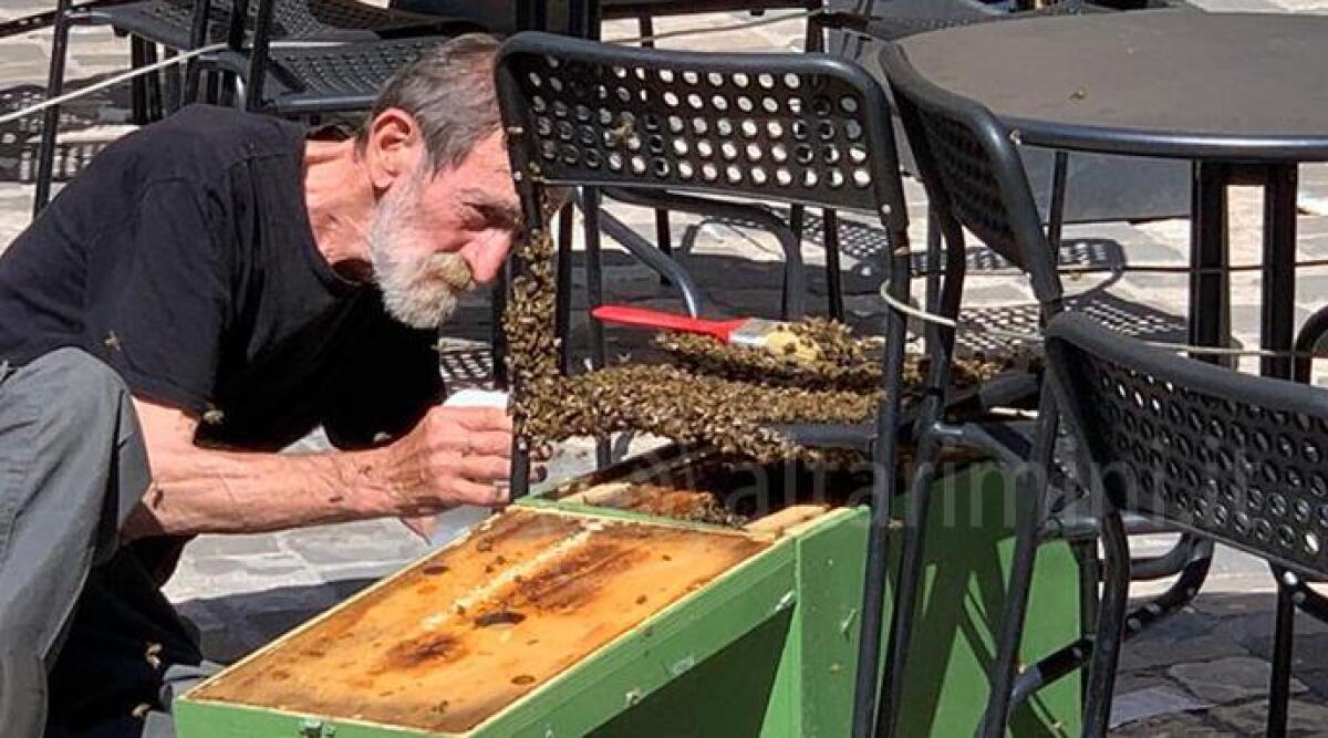 Sciame d'api al bar in piazza Tre Martiri, panico in centro -