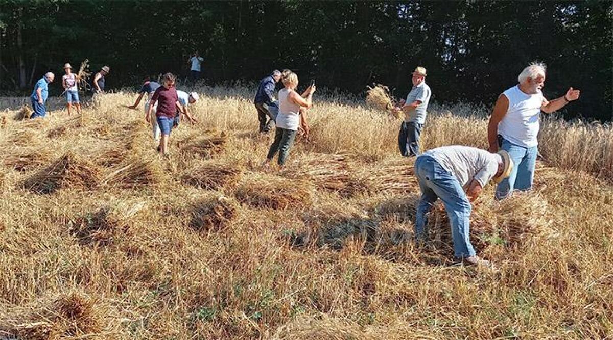 Rievocazione della mietitura e trebbiatura del grano a Miratoio - 