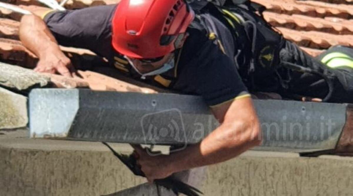 Rondine incastrata in una grondaia, spettacolare salvataggio dei Vigili del Fuoco sui tetti di un hotel - 
