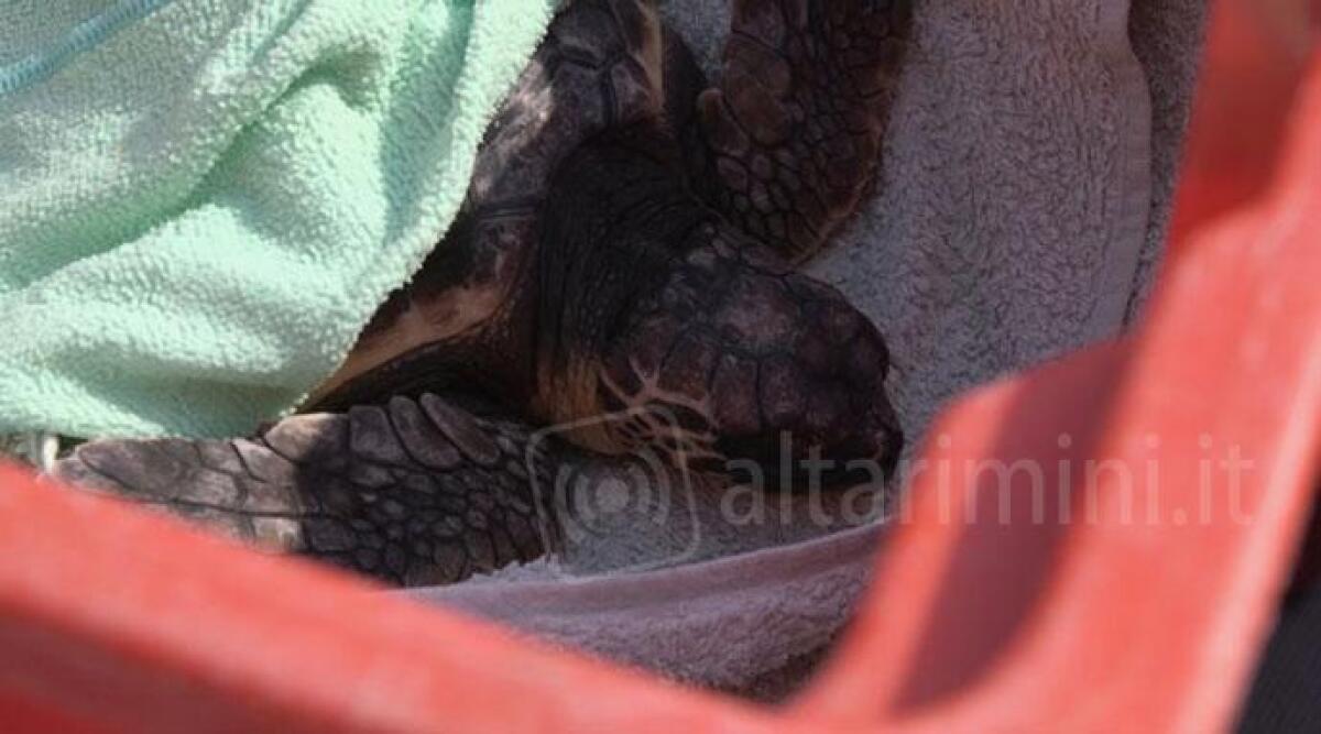 Rimini, la tartaruga Matteo &egrave; guarita e torna in mare - 