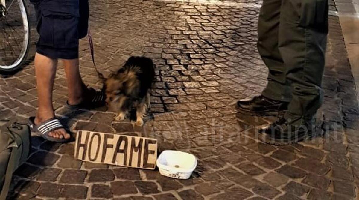 Cani malnutriti e sofferenti usati per chiedere l'elemosina. Casi segnalati a Rimini - 