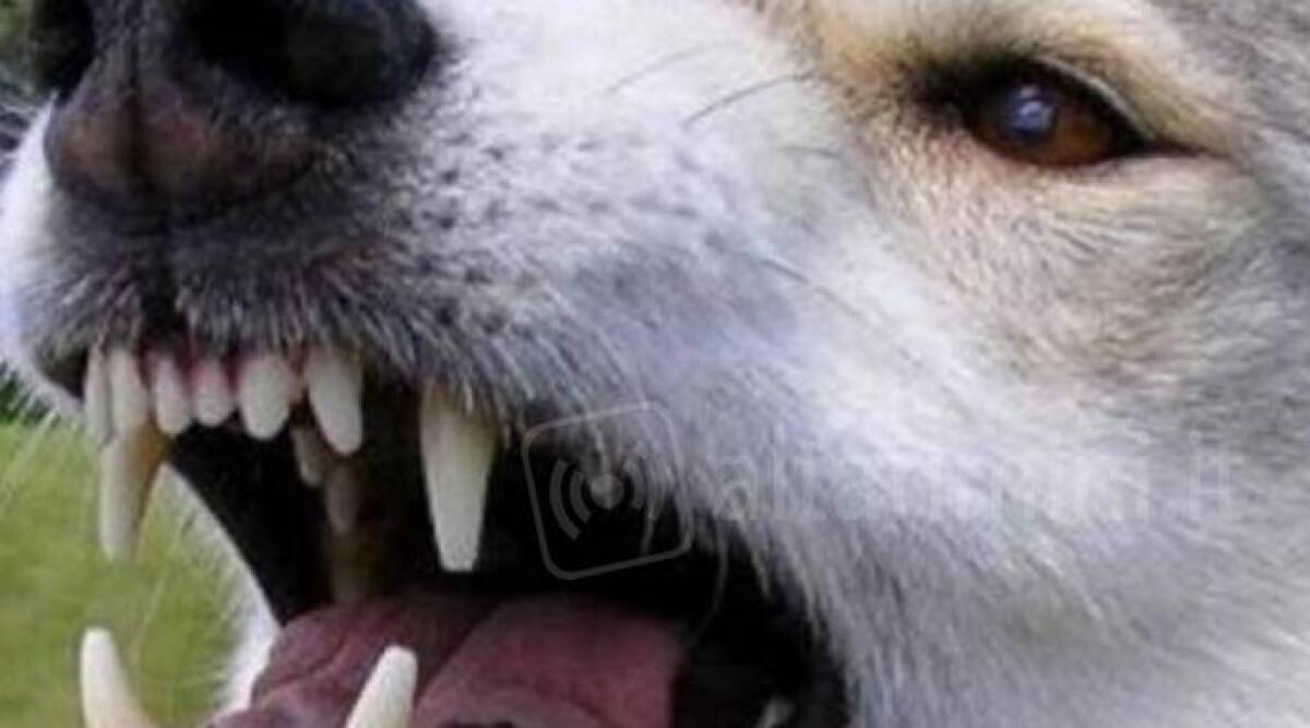 Paura a Sant'Angelo di Gatteo, ragazza aggredita da un cane mentre passeggia - 
