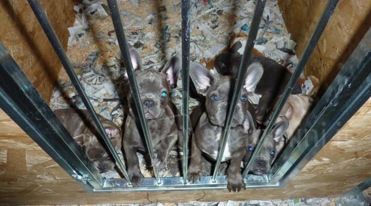 Cuccioli costretti a viaggi 'infernali' dall'Est Europa alla Romagna, scoperti traffici illeciti di cani - 