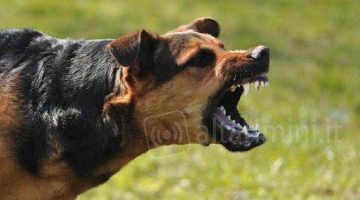 Valmarecchia, cane si libera della museruola e guinzaglio ed aggredisce veterinario - 