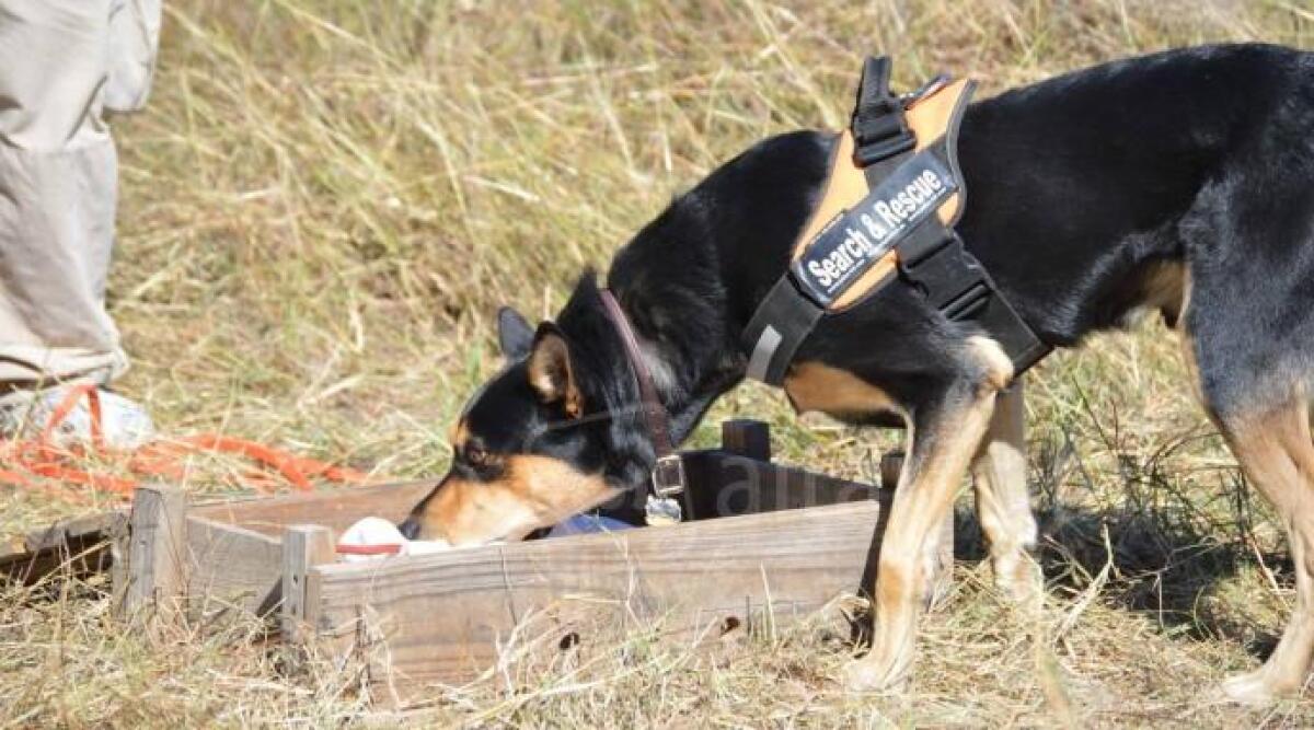 San Marino, weekend di addestramento per cani da soccorso - 