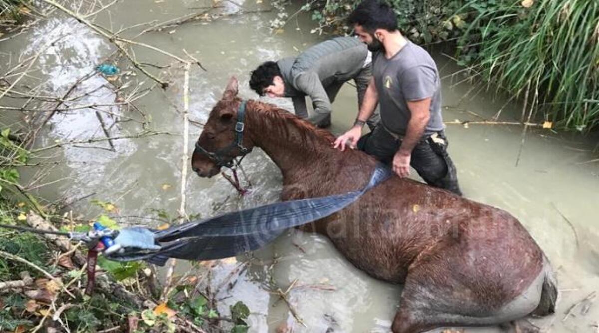 Riccione, cavallo cade nel torrente Rio Melo: salvato dai vigili del fuoco -