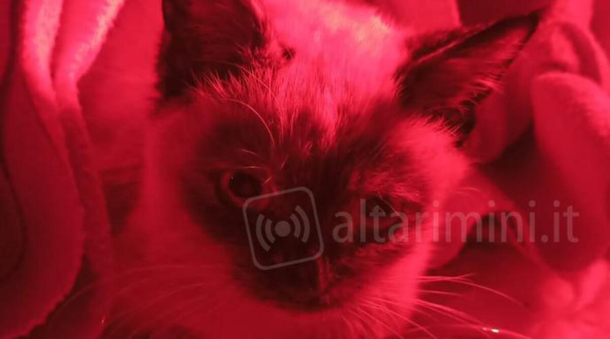 Novafeltria, donna soccorre gatto investito: salvato. Ora si cerca il suo padrone - 