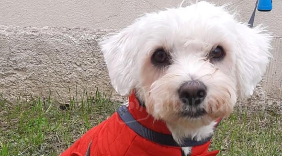 Abbandonato dopo un incidente, il cucciolo Mario trova una nuova famiglia - 