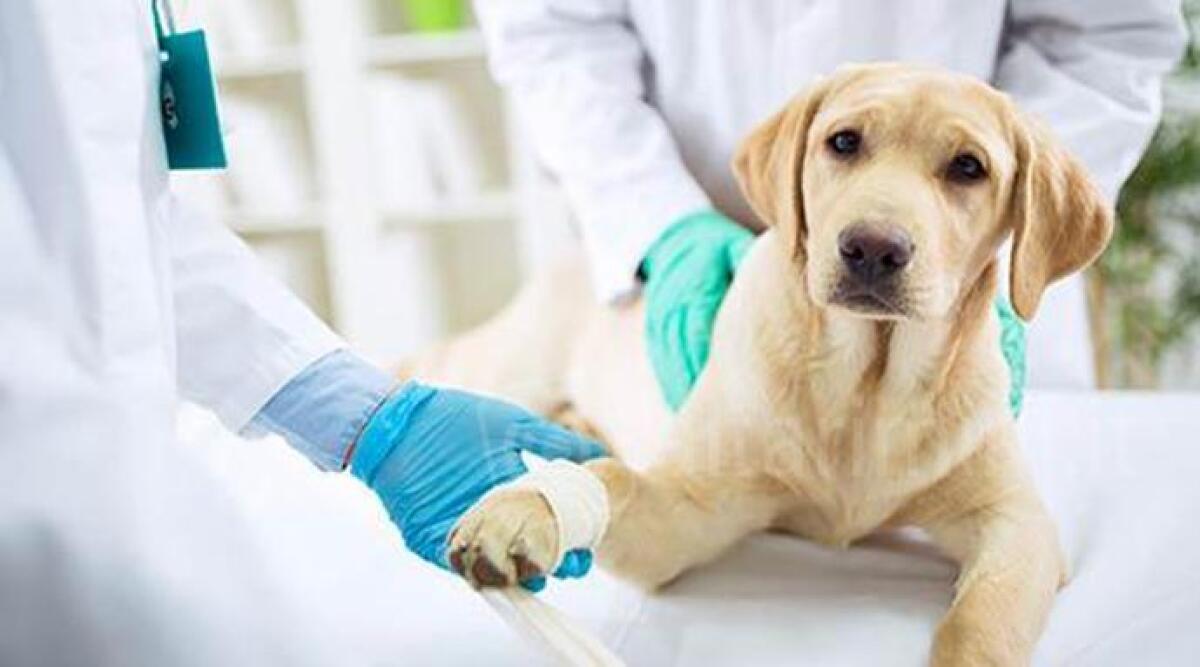 San Marino: bando di concorso per un posto da veterinario -