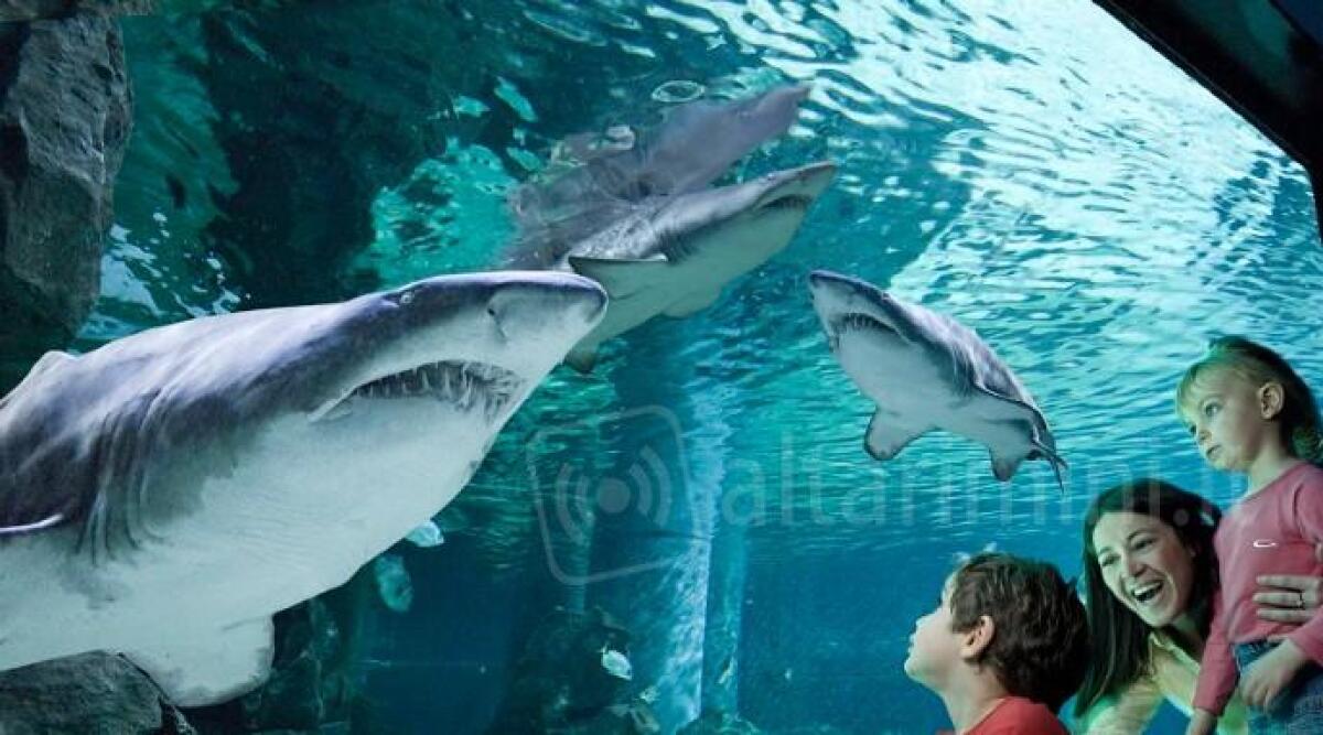 Dicembre ricco di eventi ai parchi della Riviera tra miniature e squali - 