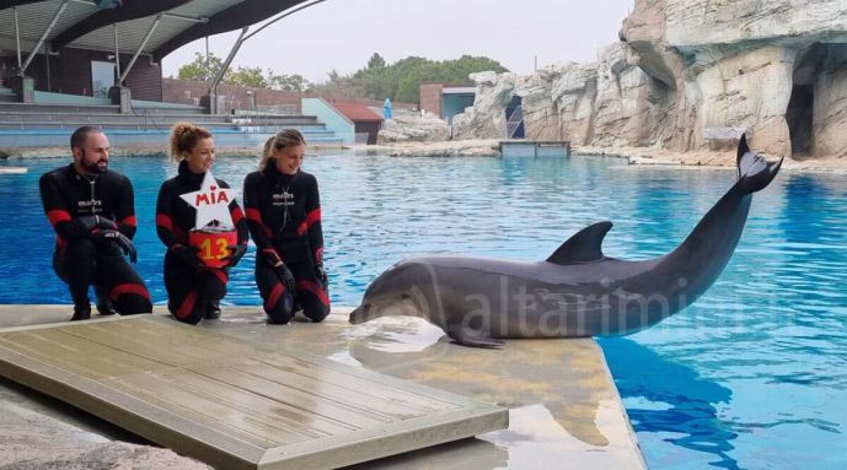 Riccione, al parco Oltremare &egrave; festa per il compleanno del delfino Mia - 