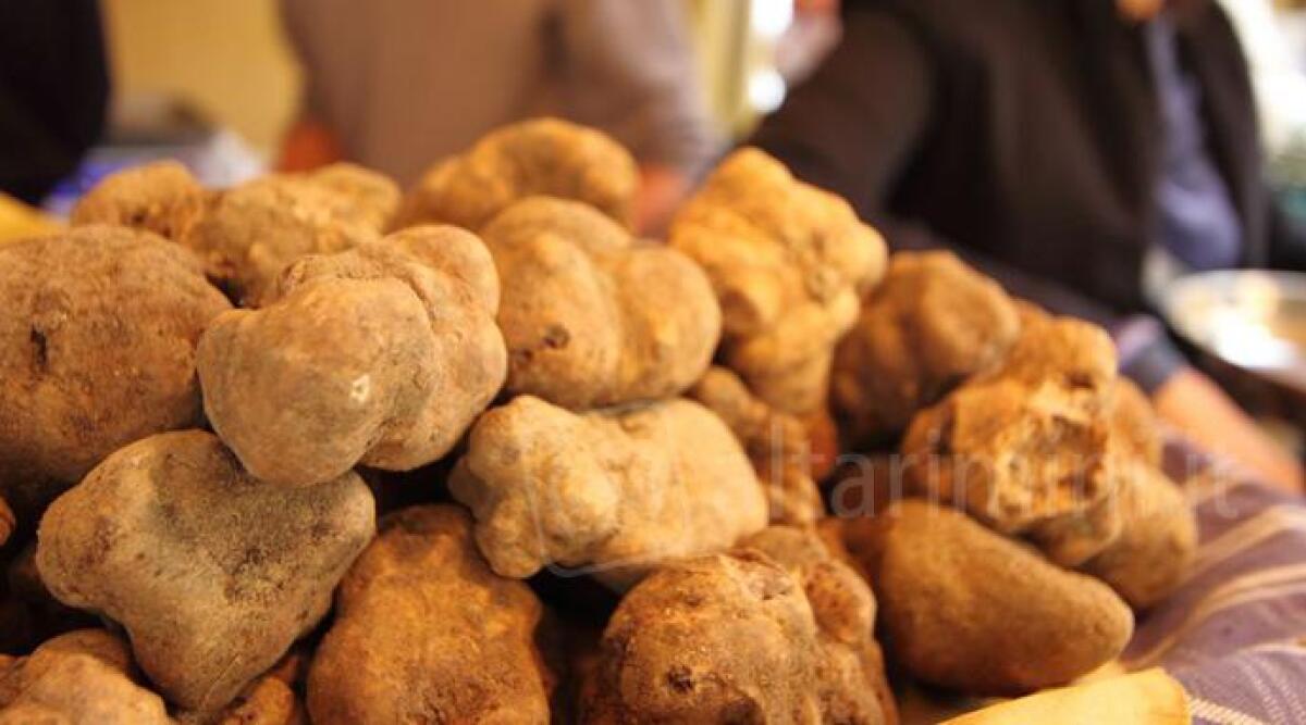 Cavatura del tartufo patrimonio dell'umanità Unesco, anche il riminese tra le aree interessate -