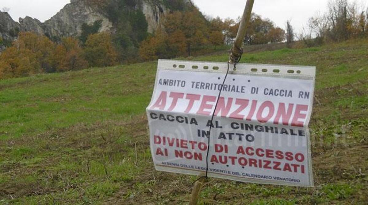 Lupi avvistati in Valmarecchia: "Colpa della braccata ai cinghiali nell'oasi Montebello Torriana" - 