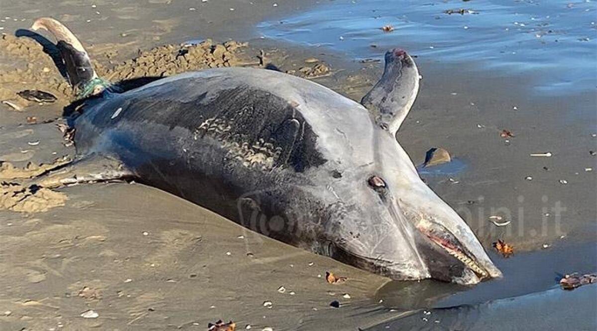 Delfino senza vita rivenuto sulla spiaggia di Riccione - 