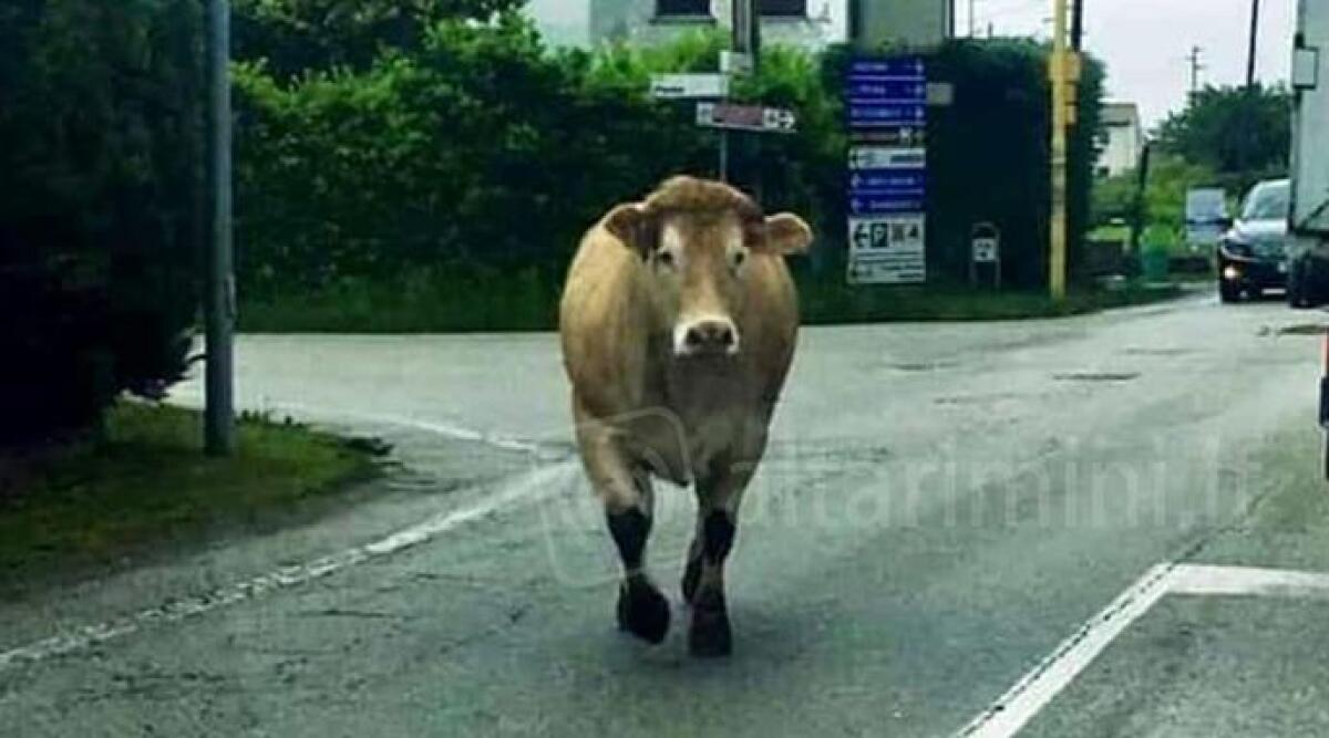 Mucca fugge dal pascolo e percorre la provinciale per Rimini -
