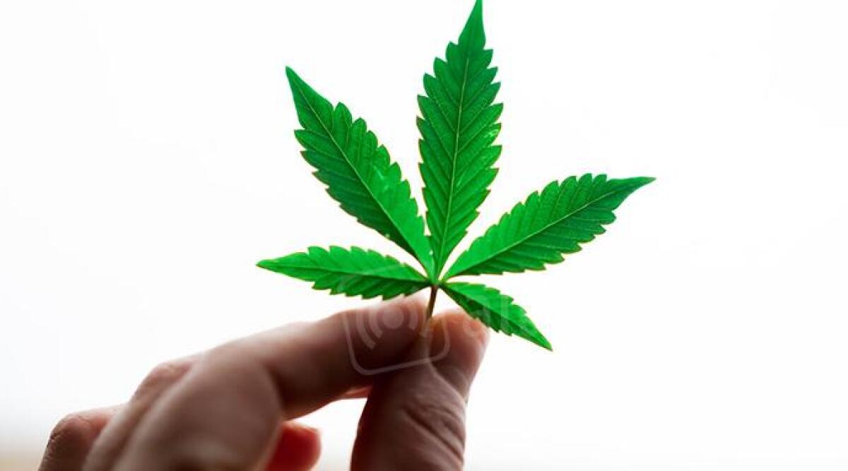 Lemon Kush: cosa sapere su questa variet&agrave; di cannabis - 