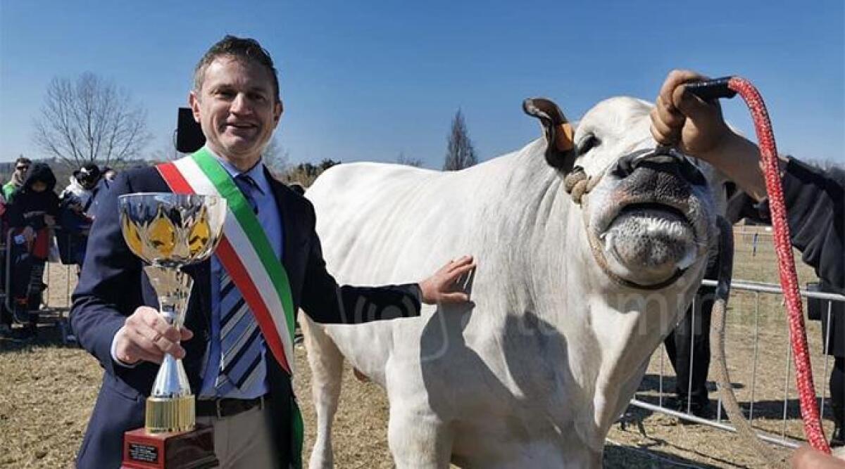 Alla Fiera di San Gregorio uno speciale 'contest': premiati i migliori bovini -