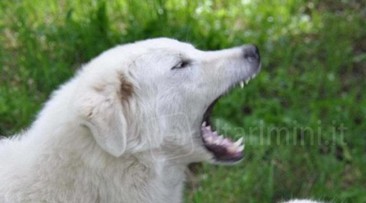 Pastore maremmano morde un 40enne, il padre uccide il cane a fucilate -