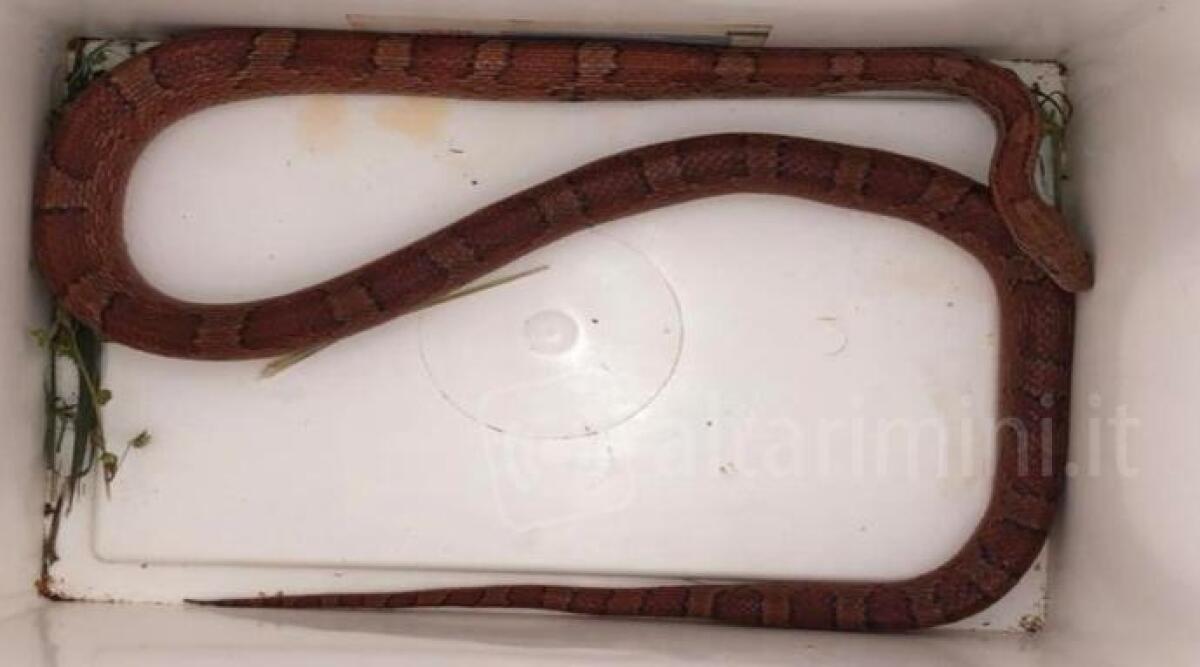 Serpente rosso di un metro e mezzo al parco di Viserba. Ora &egrave; al sicuro al Cras - 
