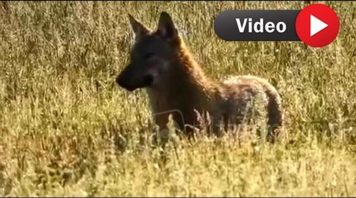 Sorpresa a Rimini: un lupo vaga da solo nella frazione di Santa Cristina -