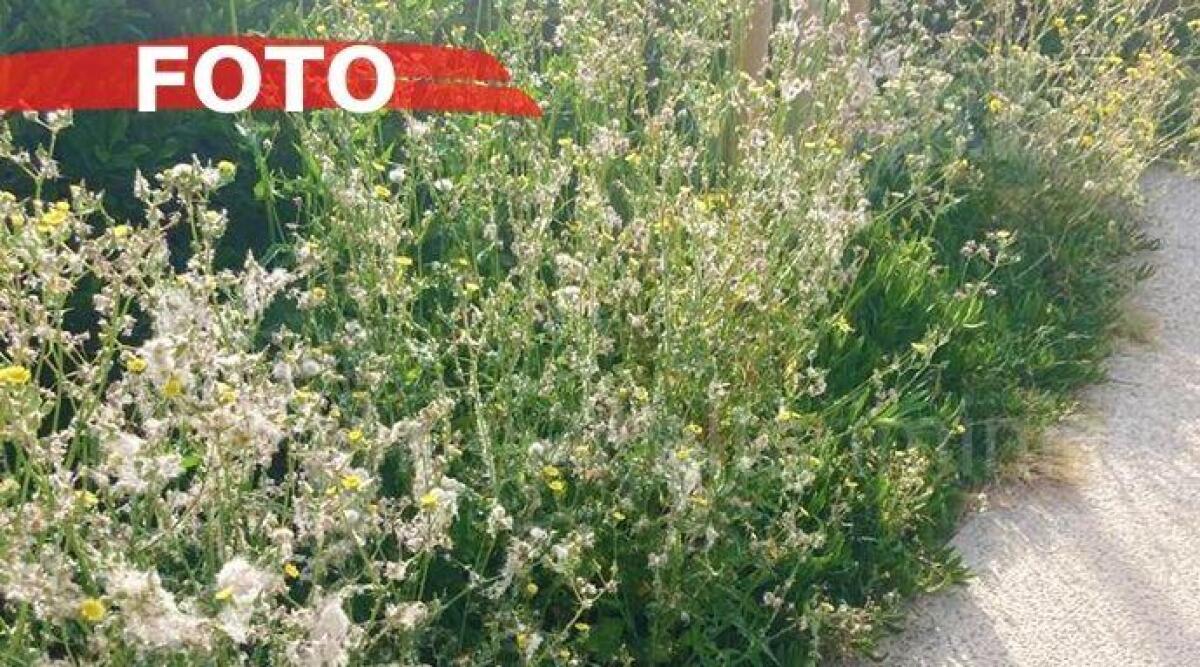 Decoro urbano, area verde sui lungomari Nord in stato di abbandono: la segnalazione -