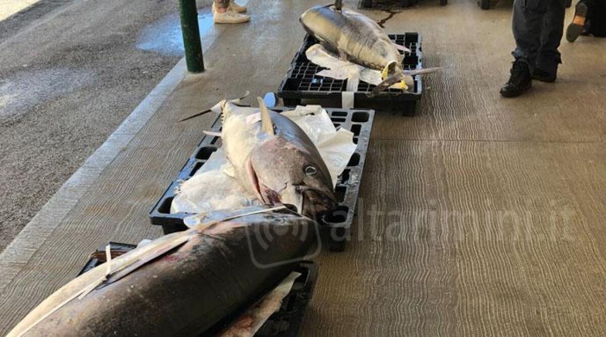 Rimini, tonni da 250 kg pescati senza essere registrati: scatta il sequestro - 