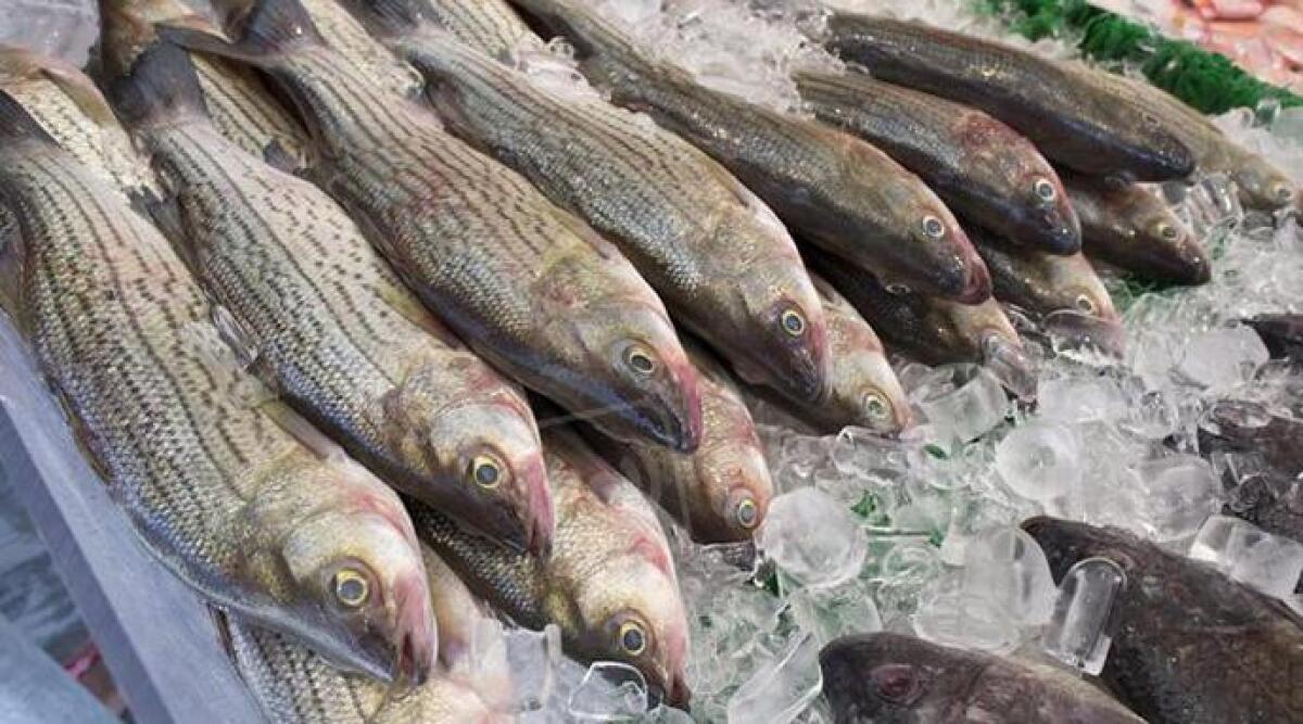 Caro gasolio: a Rimini pescherecci ancora fermi&nbsp;e banchi vuoti al Mercato Coperto - Pesce ARCHIVIO