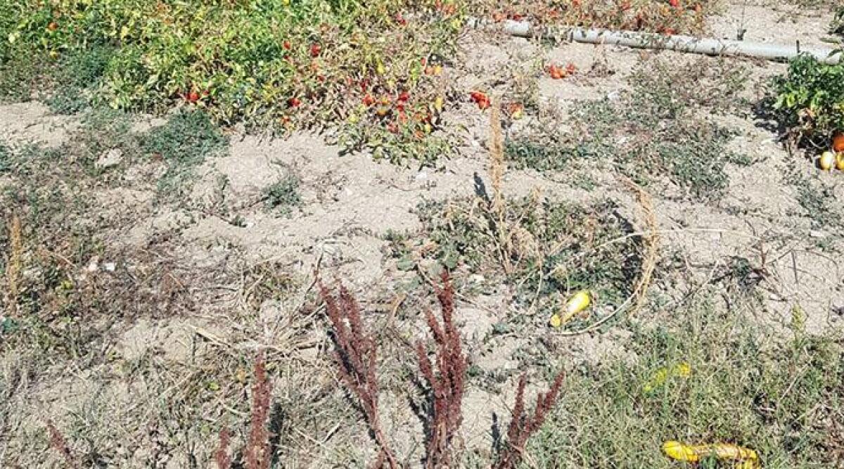 Estate caldissima: l'ombra del 2003 e una siccit&agrave; grave - 