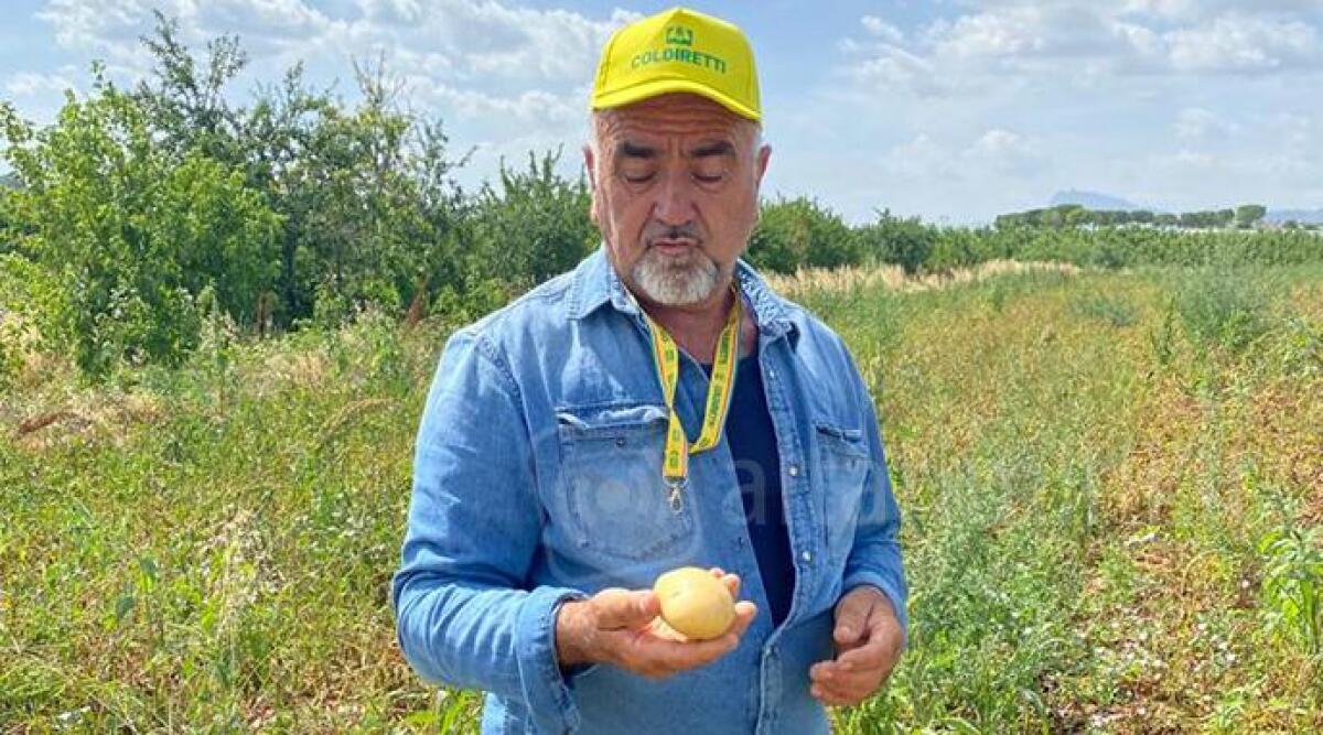 Siccità, Coldiretti: "Serve una rete di invasi, raccolto solo l’11% dell’acqua piovana" -