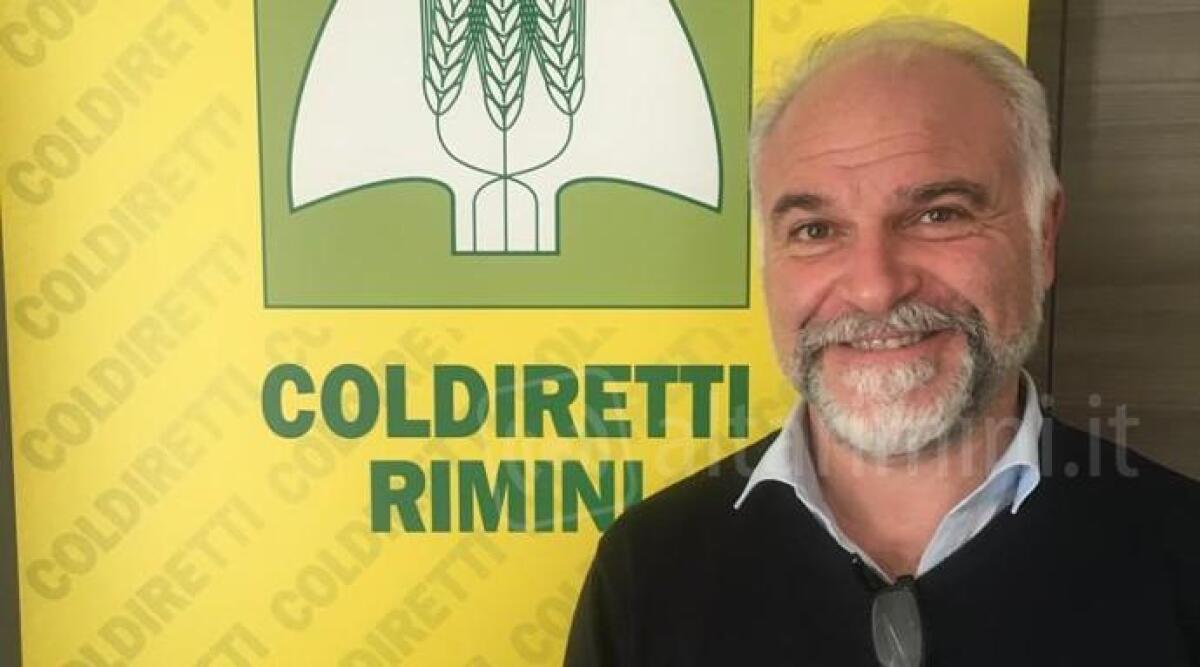 Lupi attaccano azienda agricola a Coriano: uccise otto pecore - 