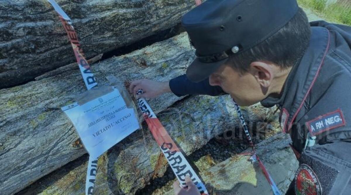 Verucchio, taglia 148 alberi ed accatasta la legna davanti casa: beccato dalla Forestale -