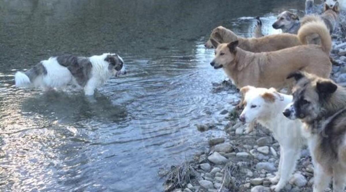 Pennabilli, una serata per il rifugio Casa Selvatica e i cani ospiti della struttura -
