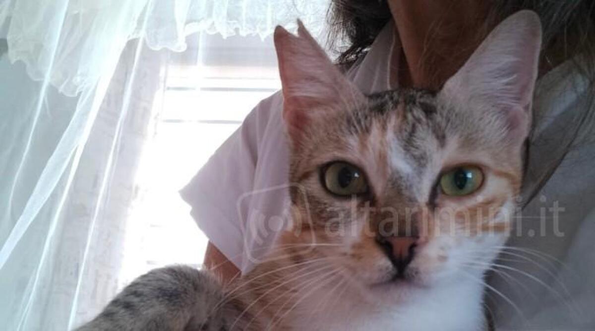 Da Torino al Kenya per curare i gatti randagi, la storia di Nicoletta arriva a Rimini -