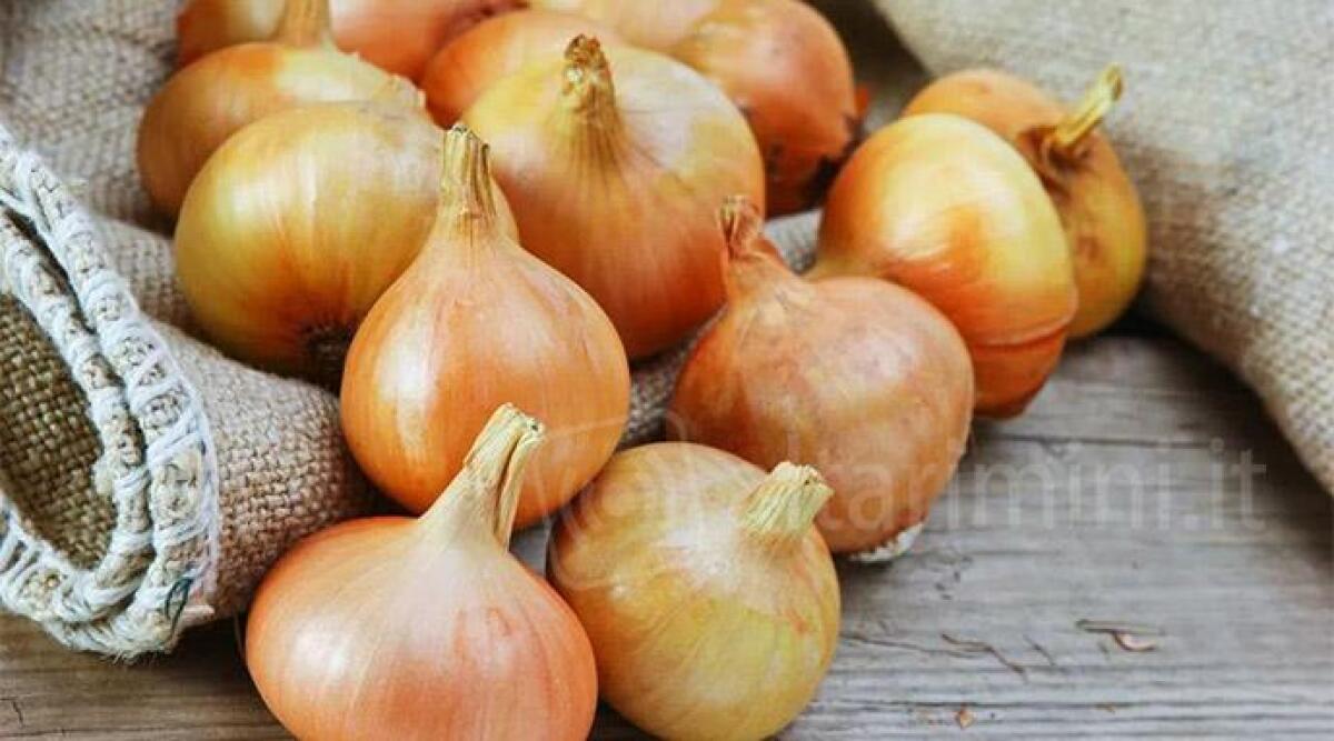 La cipolla di Santarcangelo entra nell'Arca del Gusto di Slow Food -