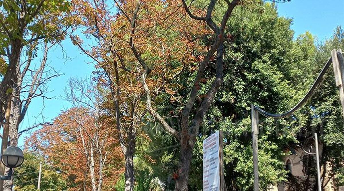 Rimini, la siccit&agrave; devasta il patrimonio verde: 'Usiamo le acque del depuratore' - 