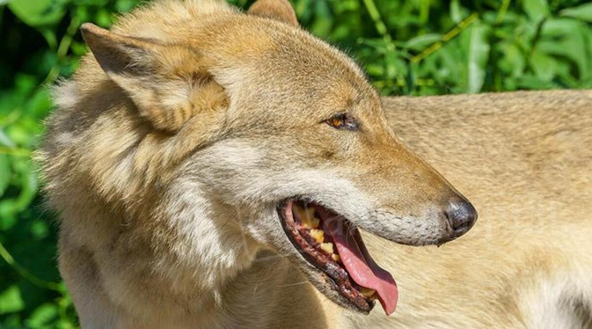 Valmarecchia: &quot;Strage di pecore, &egrave; opera di branchi di lupi&quot; - 