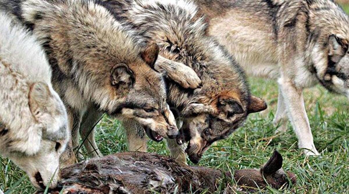 Ancora attacchi dei lupi agli allevamenti: 'recinti e risarcimenti non sono sufficienti' - 