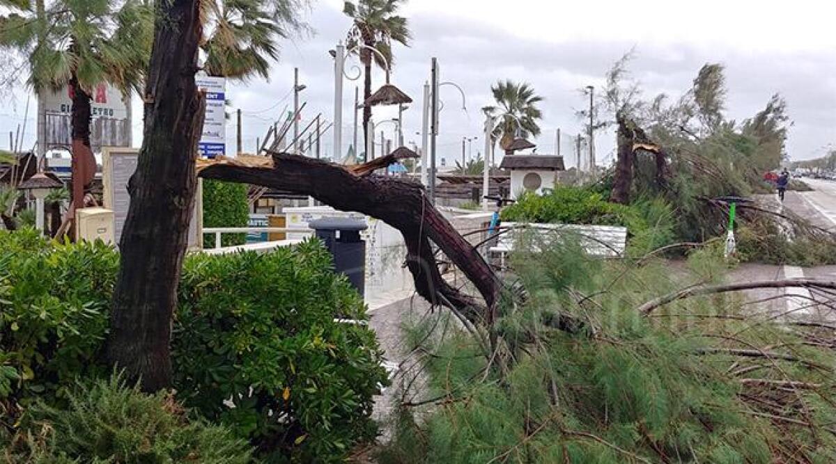 FOTO Alberi divelti e caduti sul lungomare, danni a Rimini per la burrasca di fine estate -