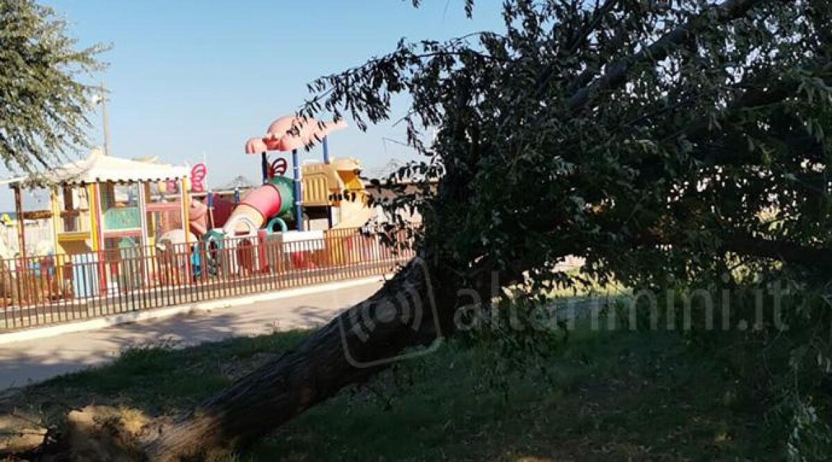 Lettori: Parco del Mare Spadazzi, piante divelte -