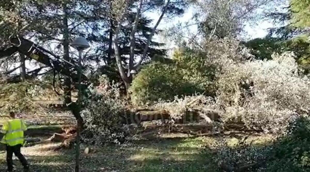 Tagliate oltre venti piante nel parco della Cava - 