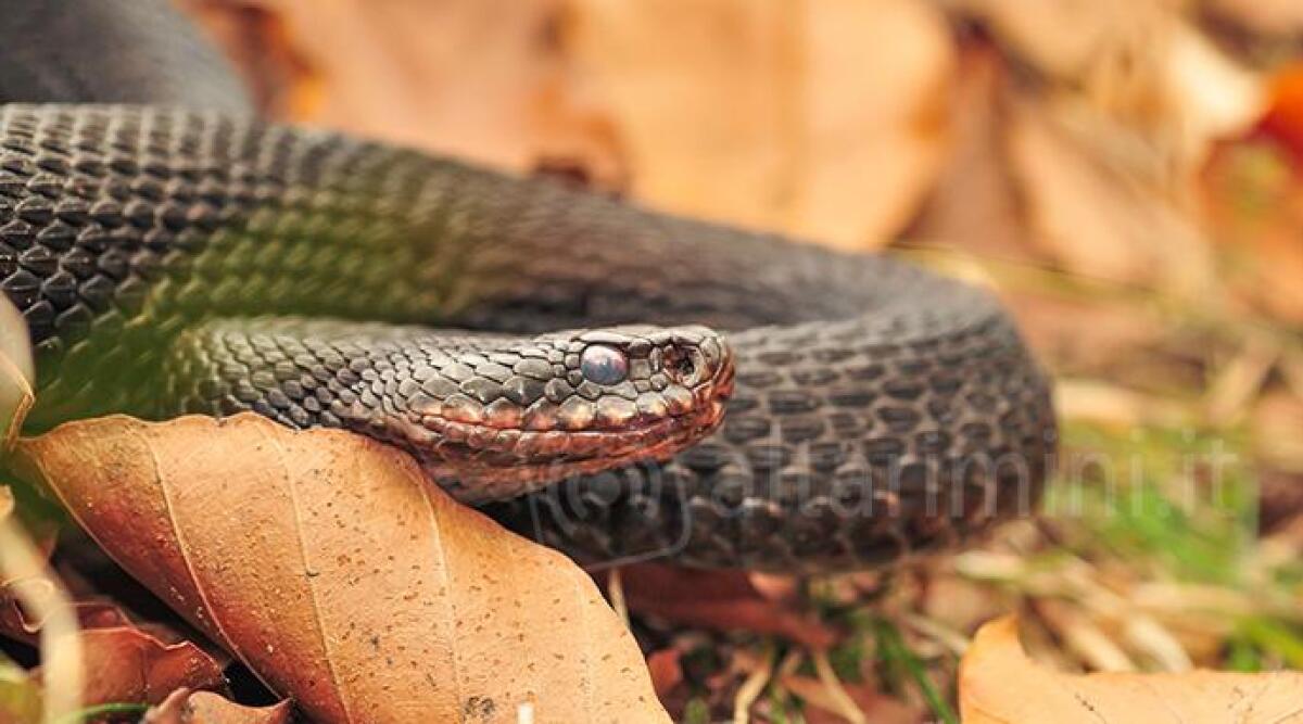 Novafeltria: morso da una vipera muore dopo dieci giorni di agonia -