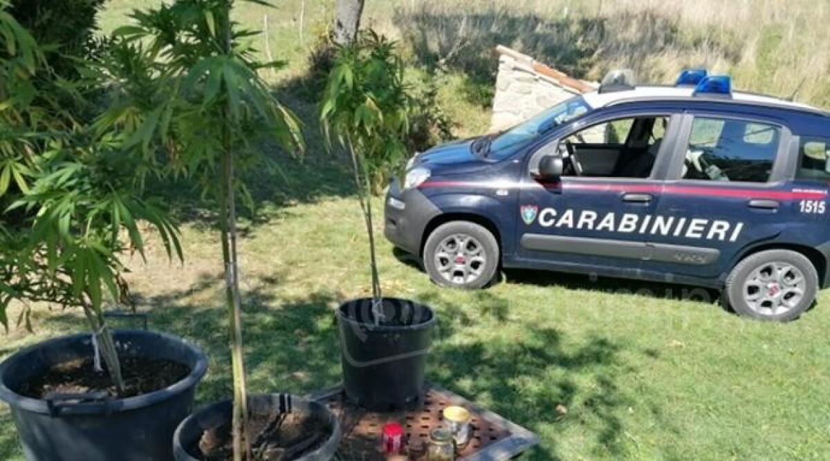 Piante di marijuana scoperte dalla Forestale a Sant'Agata Feltria -