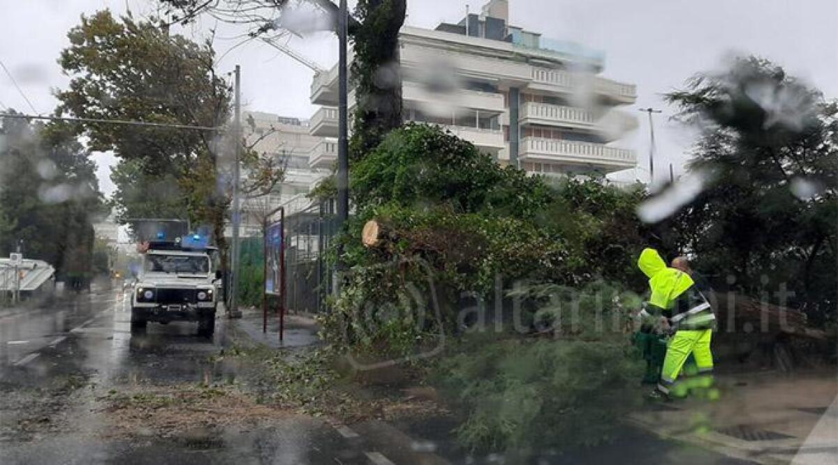 Riccione, albero crolla sopra un'auto in via Savona. Protezione civile in azione - 