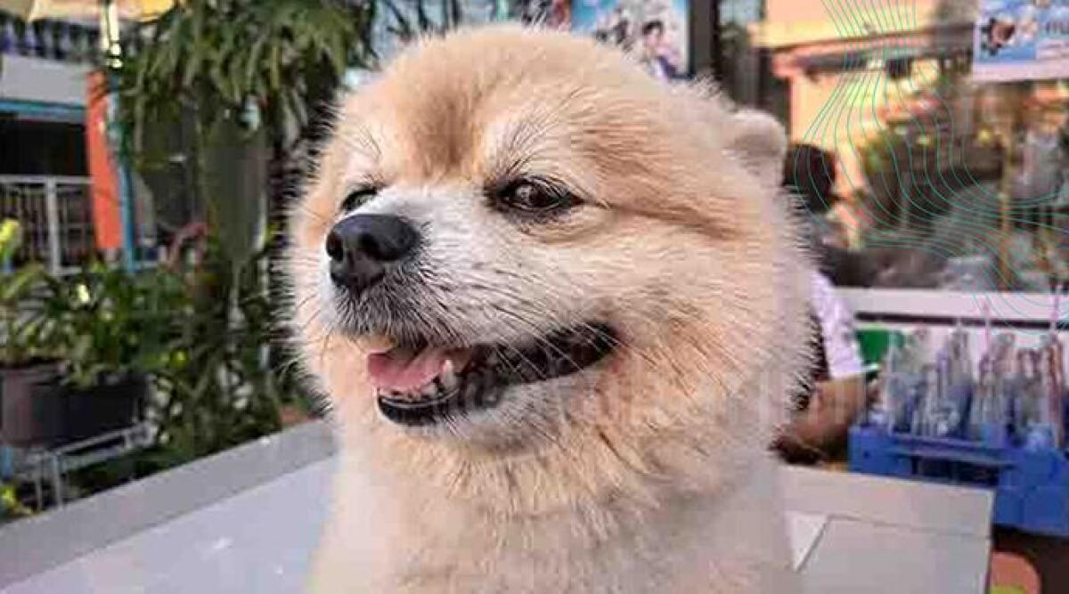 Sfilata di cani a Le Befane di Rimini con "l’Arca di Noè" -